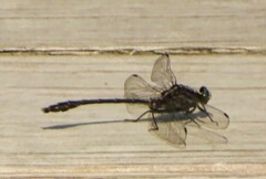 Dromogomphus spinosus