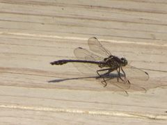 Dromogomphus spinosus