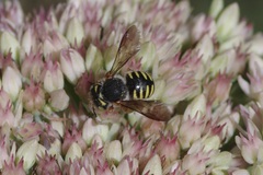 Anthidium oblongatum