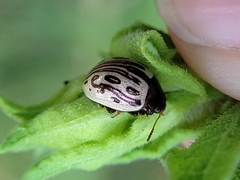 Zygogramma heterothecae