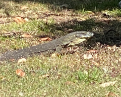 Varanus varius