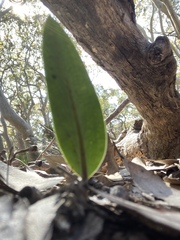 Cryptostylis subulata