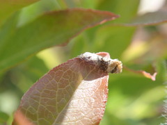 Tortricoidea