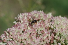 Anthidium oblongatum