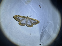 Epobeidia lucifera extranigricans