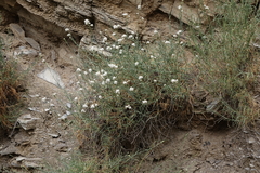 Gypsophila capitata