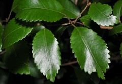 Pterophylla racemosa