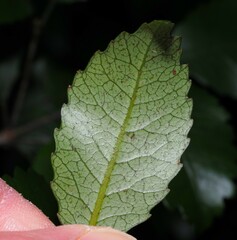 Pterophylla racemosa