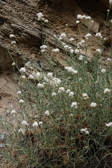 Gypsophila capitata