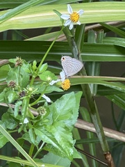 Jamides alecto dromicus