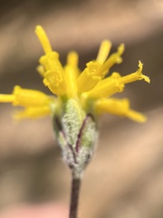 Hymenopappus filifolius