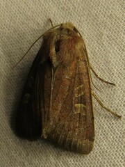 Xestia xanthographa