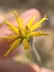 Hymenopappus filifolius
