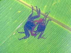 Sesarmidae