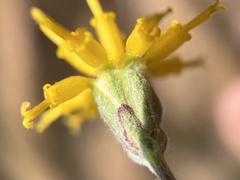 Hymenopappus filifolius