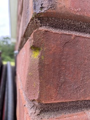 Chrysothrix candelaris