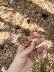 Hymenopappus filifolius