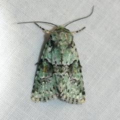 Lacinipolia implicata