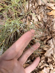 Hymenopappus filifolius