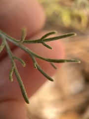 Hymenopappus filifolius