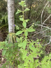 Trichostema dichotomum