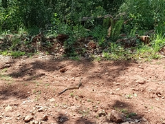 Crotalus molossus nigrescens