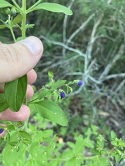 Trichostema dichotomum