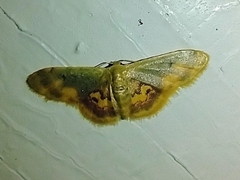 Idaea scintillularia