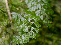 Hymenophyllum cupressiforme