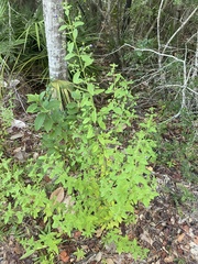 Trichostema dichotomum