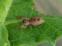 Hentzia