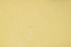 Micropterus salmoides