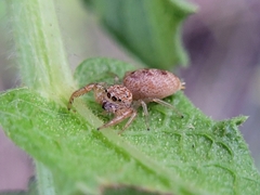 Hentzia
