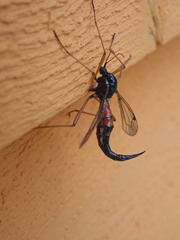 Tanyptera