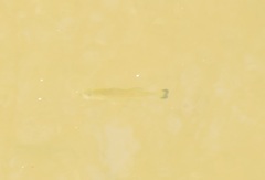 Micropterus salmoides