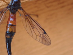 Tanyptera