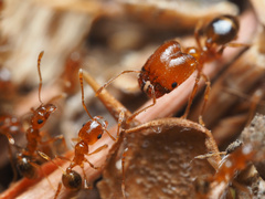 Pheidole pilifera