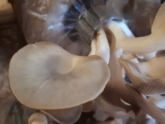 Pleurotus floridanus