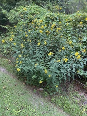 Helianthus microcephalus