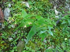 Parasenecio nokoensis
