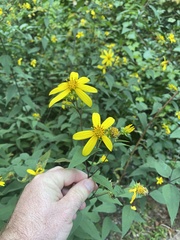 Helianthus microcephalus