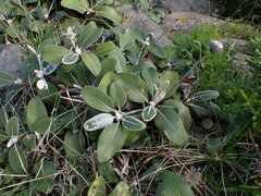 Pachystegia insignis