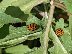 Harmonia conformis