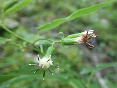 Parasenecio nokoensis