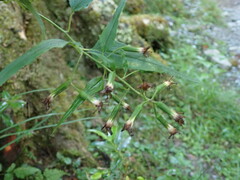 Parasenecio nokoensis