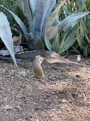 Xerospermophilus tereticaudus