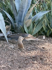 Xerospermophilus tereticaudus