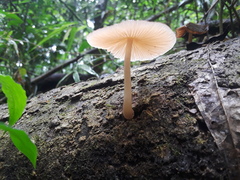 Basidiomycota