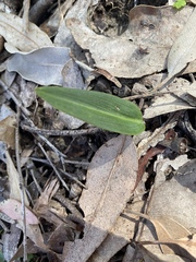 Cryptostylis subulata