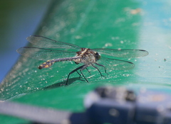 Dromogomphus spinosus